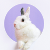 Understand what animal testing in the cosmetic industry