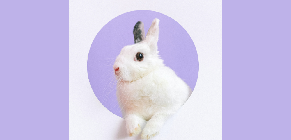 Understand what animal testing in the cosmetic industry